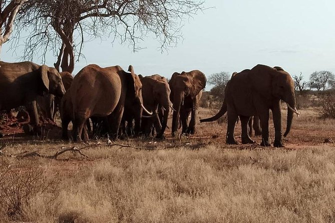 3 days safari Tsavo East and West - Day 1: Mombasa departure, the Tsavo East drive, and Voi Safari Lodge check-in