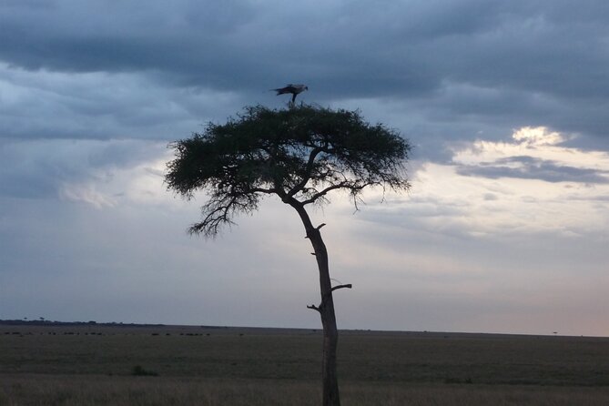 3 Days to Maasai Mara N/R. - Price and value, what you are really paying for