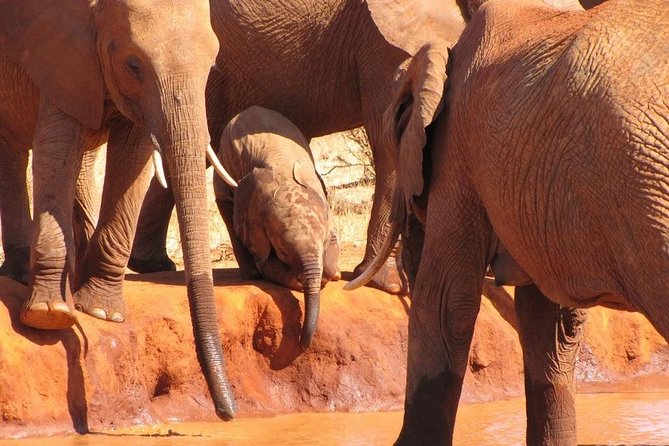 3 Days Tsavo East & Amboseli (2 Nights) - Tsavo East and Amboseli: Why This Combo Matters From Mombasa