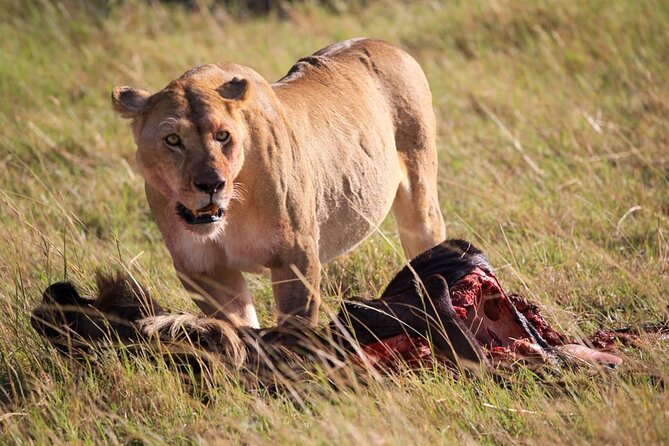 3 Days Tsavo East & Amboseli (2 Nights) - Day 2 in Amboseli: 06:30 Breakfast, Kilimanjaro Backdrops, Afternoon Game Drive