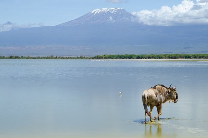 3 Days Tsavo East & Amboseli (2 Nights) - The Private Guide Factor: Why a Skilled Driver Changes Everything