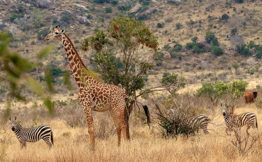 3 DAYS TSAVO EAST- AMBOSELI PARKS FROM MOMBASA/DIANI - Quick hits: what makes this Tsavo East and Amboseli circuit work