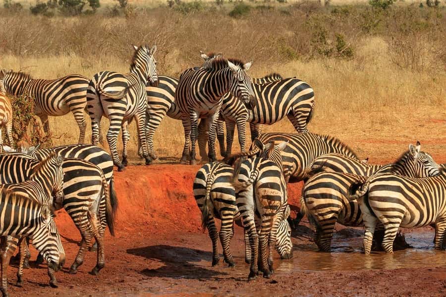 3 DAYS TSAVO EAST- AMBOSELI PARKS FROM MOMBASA/DIANI - The Tsavo East to Amboseli transition: drive time, road reality, and getting set for Kilimanjaro