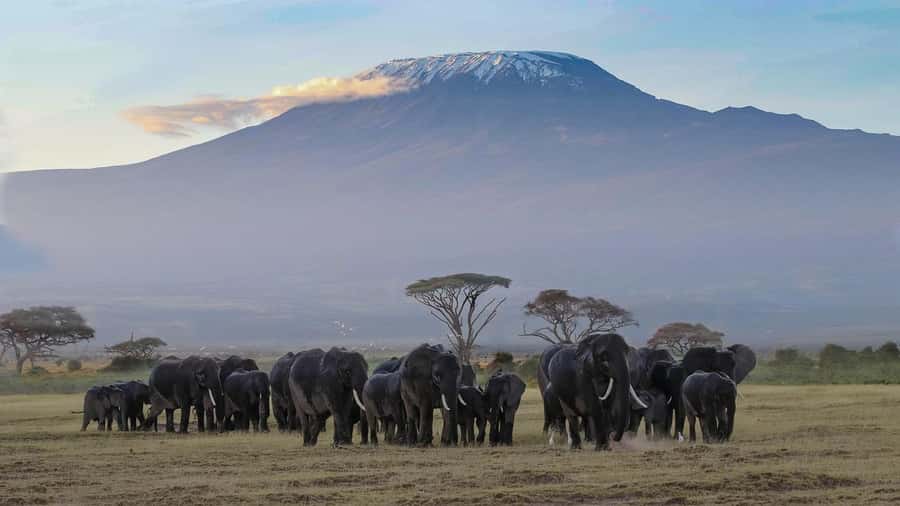 3 DAYS TSAVO EAST- AMBOSELI PARKS FROM MOMBASA/DIANI - Amboseli afternoon and the swamp area: where elephants and hippos bring the drama