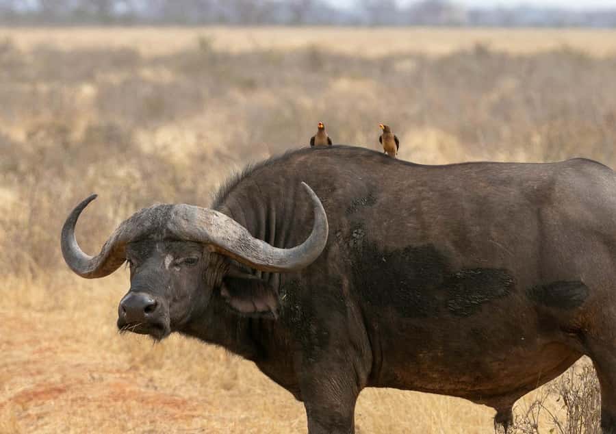 3 DAYS TSAVO EAST- AMBOSELI PARKS FROM MOMBASA/DIANI - What you’ll likely see: animals, variety, and how to manage expectations