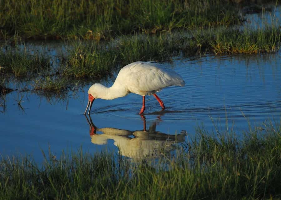3 DAYS TSAVO EAST- AMBOSELI PARKS FROM MOMBASA/DIANI - Lodges and meals: comfort without pretending it’s a hotel
