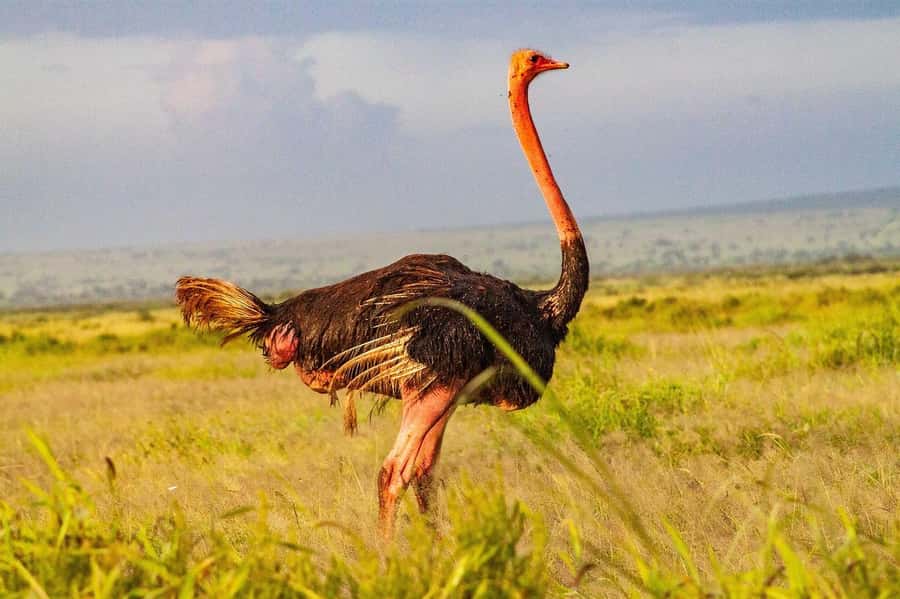 3 DAYS TSAVO EAST- AMBOSELI PARKS FROM MOMBASA/DIANI - Price and logistics: what $1,085 buys, and where costs can still appear