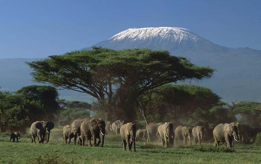 3 days Tsavo East and Amboseli safari from Diani/Mombasa - Voi Lodge Reset: Lunch, a Rest Window, Then Late-Day Game Drive