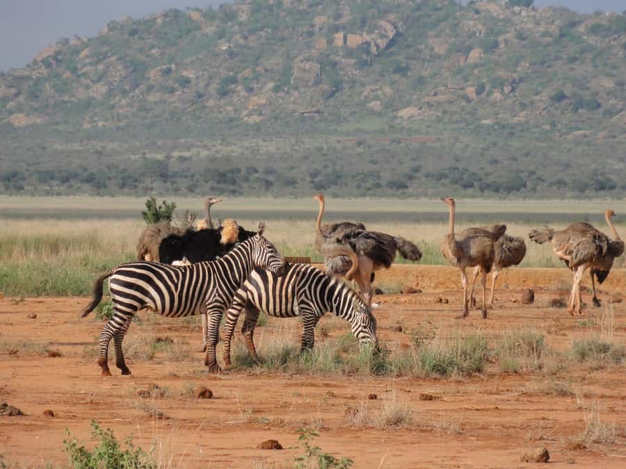 3 days Tsavo East and Amboseli safari from Diani/Mombasa - Guides, Service, and How to Get the Most From Every Drive