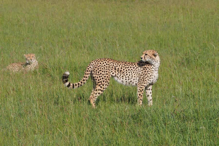 3 days Tsavo East and Saltlick safari from Diani/Mombasa - Key moments to look forward to on this 3-day safari