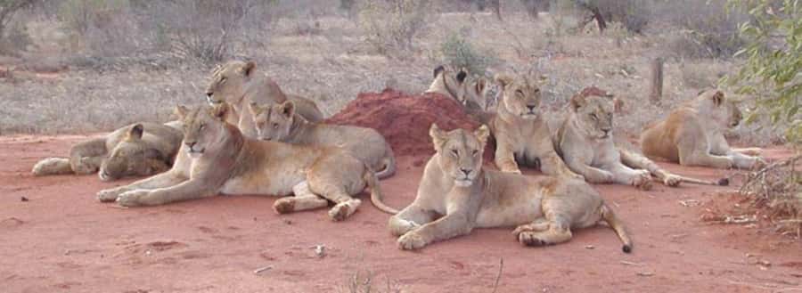 3 days Tsavo East and Saltlick safari from Diani/Mombasa - Guides make the difference, Steven, Charles, and Julius show up in the feedback