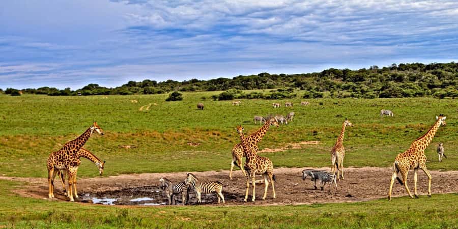 3 days Tsavo East and Saltlick safari from Diani/Mombasa - Day 1 from Diani or Mombasa to Tsavo East, with Aruba Dam