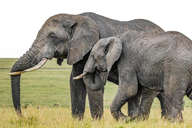 3 Days Unforgettable Masai Mara Safari Tour - Key Points Worth Planning Around