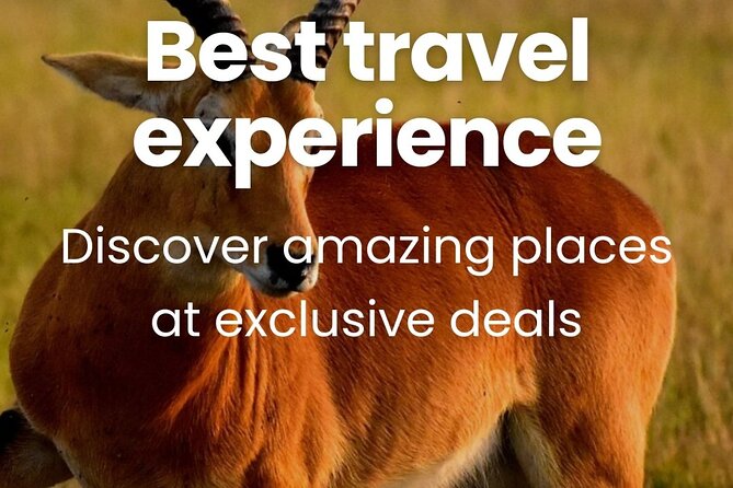 3 Days Unforgettable Masai Mara Safari Tour - Day 3: One Last Morning Drive and the Return to Nairobi