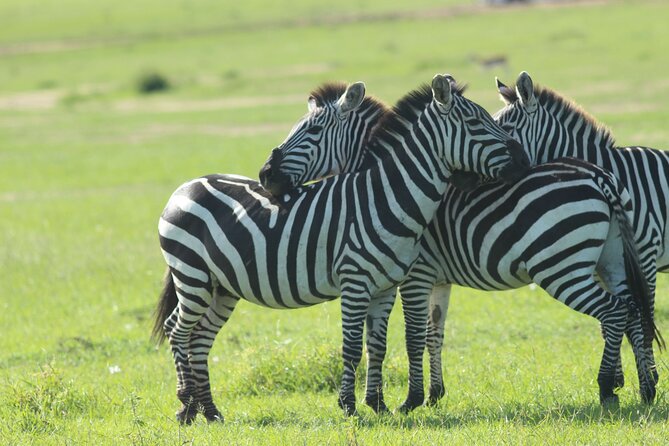 3 Days Unforgettable Masai Mara Safari Tour - Price and Value: What $750 Covers and Why It’s Not Just a Discount