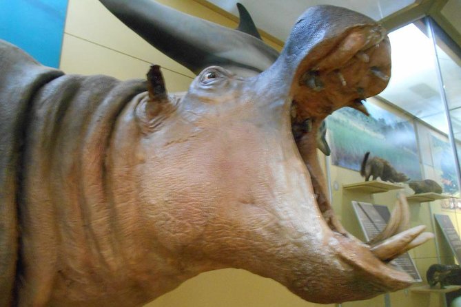 3 Hours Nairobi National Museum - Inside the museum: what you’ll actually spend time on