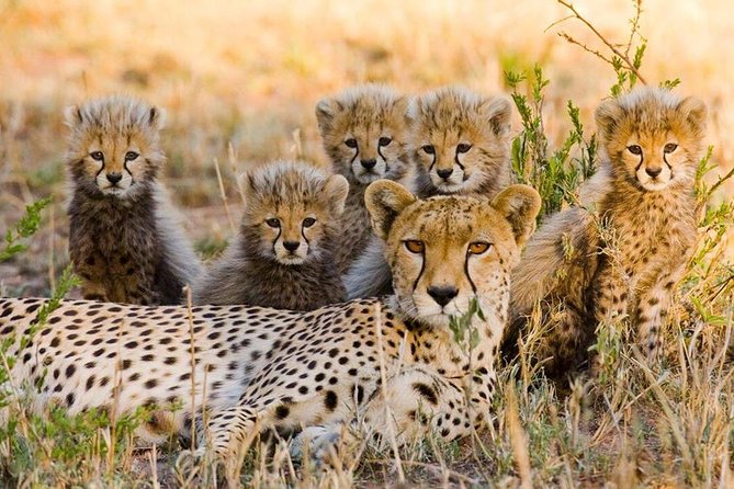 3 nights exclusive Masai Mara safari - Private transportation, small groups, and long days that actually make sense