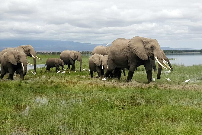 3day Amboseli Park Private safari - Key highlights you will feel on the drive