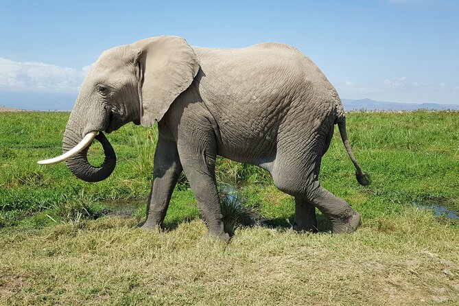 3day Amboseli Park Private safari - Day 3: Sunrise game drive, breakfast, and an easy return to Nairobi