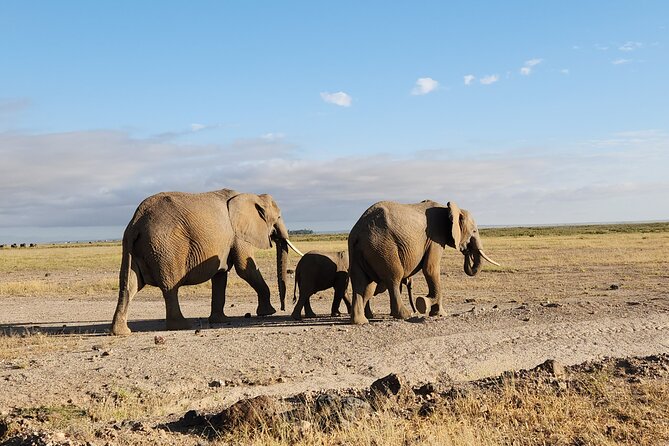 3day Amboseli Park Private safari - The vehicle and guiding: why “where you sit” changes everything