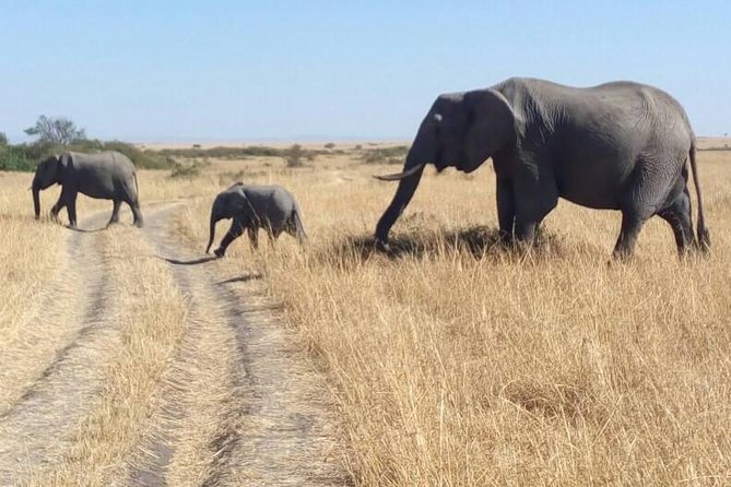 3days/2nights group joining Masai Mara with Masai Village Visit - Day 2: Two Mara days, early starts, and Mara River wildlife