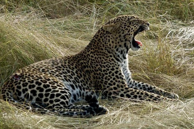 3days/2nights group joining Masai Mara with Masai Village Visit - The guide impact, based on real safari expectations