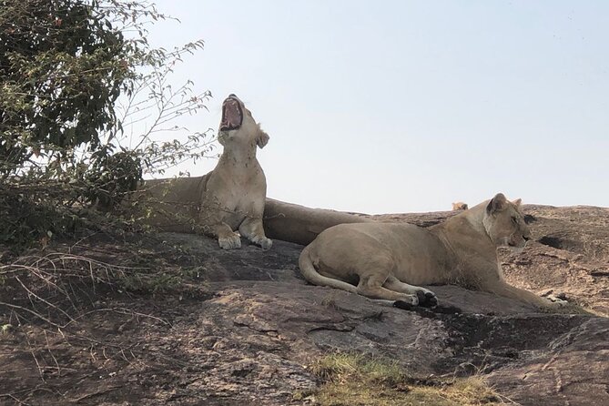 3days/2nights group joining Masai Mara with Masai Village Visit - Day 1: Check in, evening drive, and a campfire night