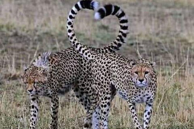 3days masai mara best of lodge safari - Jambo Mara Lodge inside the park, and why it matters