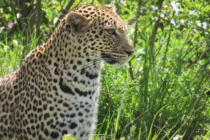 3days masai mara best of lodge safari - Small group size and your guide: what you actually gain