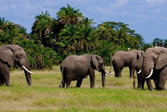 3days masai mara best of lodge safari - Day 1: Pickup, Rift Valley viewpoints, Narok lunch, first Mara sightings