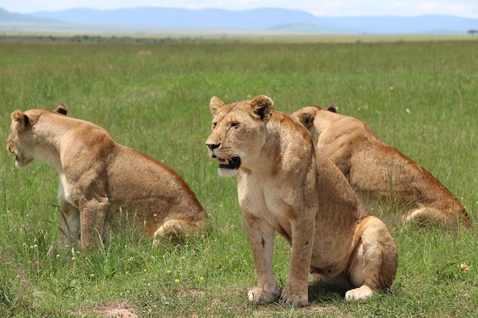 3days Masai Mara private safari with a 4x4 land cruiser Jeep - Key safari highlights that matter