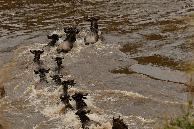 3days Masai Mara private safari with a 4x4 land cruiser Jeep - First impressions: what makes this Masai Mara safari feel “private”