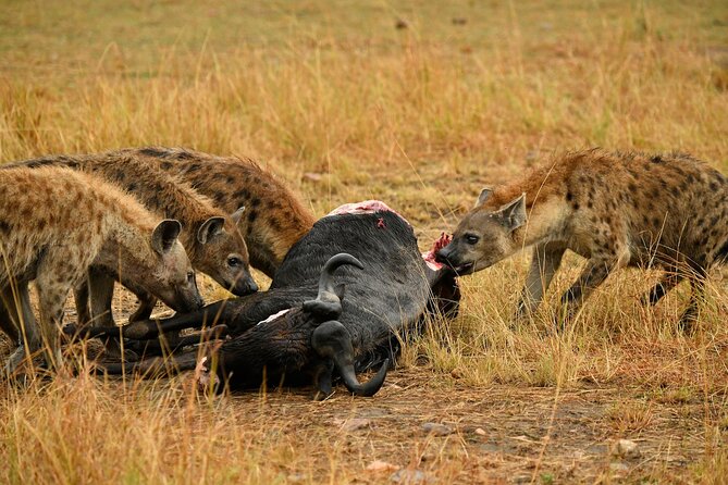 3days Masai Mara private safari with a 4x4 land cruiser Jeep - What the open-top pop-up roof really changes (beyond the photo ops)