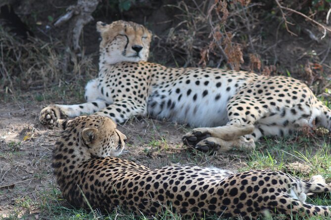 3days Masai Mara private safari with a 4x4 land cruiser Jeep - Lodges and full-board meals: the comfort factor you’ll feel every day
