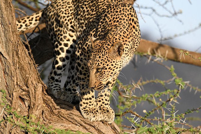 3days Masai Mara private safari with a 4x4 land cruiser Jeep - Your Nairobi to Mara rhythm, and why the timing is smart