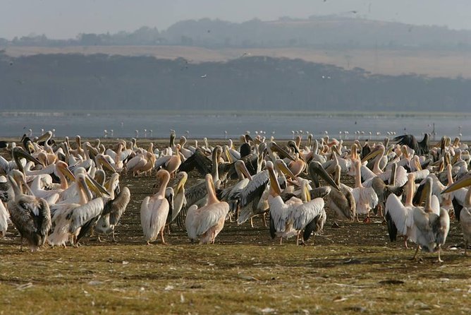 4-Day Adventure to Lake Nakuru & Maasai Mara - Why Lake Nakuru plus Maasai Mara works in just 4 days