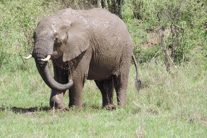 4-Day Adventure to Lake Nakuru & Maasai Mara - Day 1 at Lake Nakuru: flamingos, black and white rhinos, and birdwatcher heaven