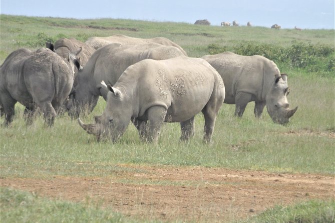 4-Day Adventure to Lake Nakuru & Maasai Mara - Day 2 drive to Maasai Mara: Serengeti connection and a first taste of the reserve