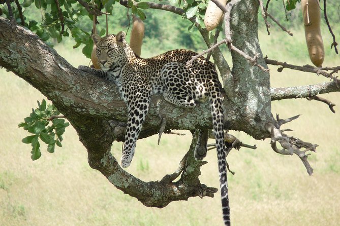 4-Day Adventure to Lake Nakuru & Maasai Mara - Day 3 in the Mara: Mara River lunch, black-maned lions, and Big Five odds