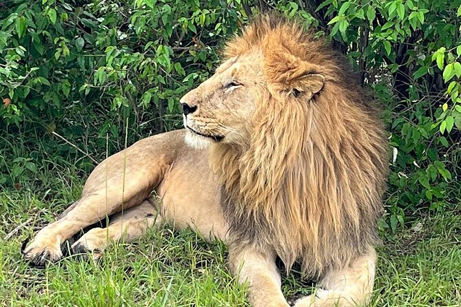 4-Day Adventure to Lake Nakuru & Maasai Mara - Day 4 back in Nairobi: optional Maasai village visit and a Carnivore Restaurant lunch