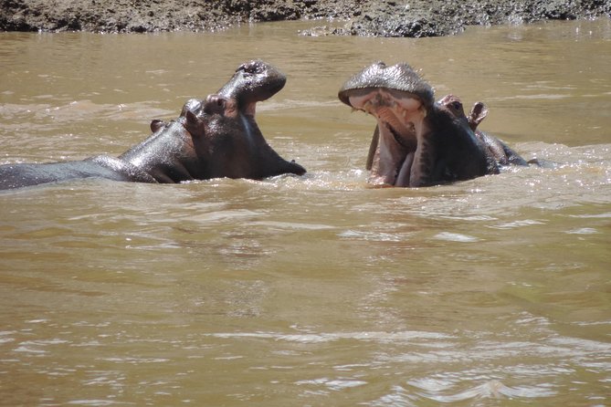 4-Day Adventure to Lake Nakuru & Maasai Mara - Guide quality makes or breaks the sightings