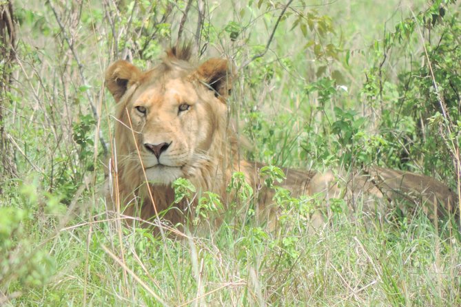 4-Day Adventure to Lake Nakuru & Maasai Mara - Getting started in Nairobi: the 7:30 am move and what to bring