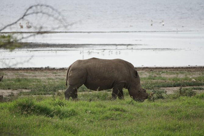 4-Day Group Safari to Maasai Mara & Lake Nakuru- 4 x 4 jeep - Key things to know before you go