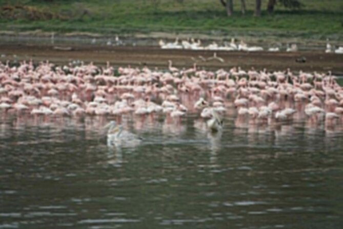 4-Day Group Safari to Maasai Mara & Lake Nakuru- 4 x 4 jeep - The price question: is $750 good value for 4 days?