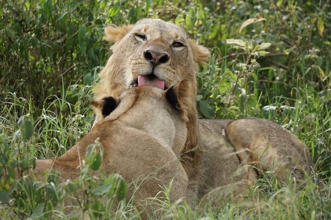 4-Day Group Safari to Maasai Mara & Lake Nakuru- 4 x 4 jeep - Day 2 in Maasai Mara: your Big Five day and why it’s scheduled first