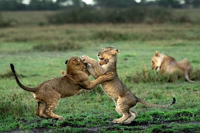 4 Day Group Tour to Maasai Mara and Lake Nakuru by a 4WD Cruiser - Day 4: Lake Nakuru white rhinos, flamingo odds, and Makalia Waterfalls
