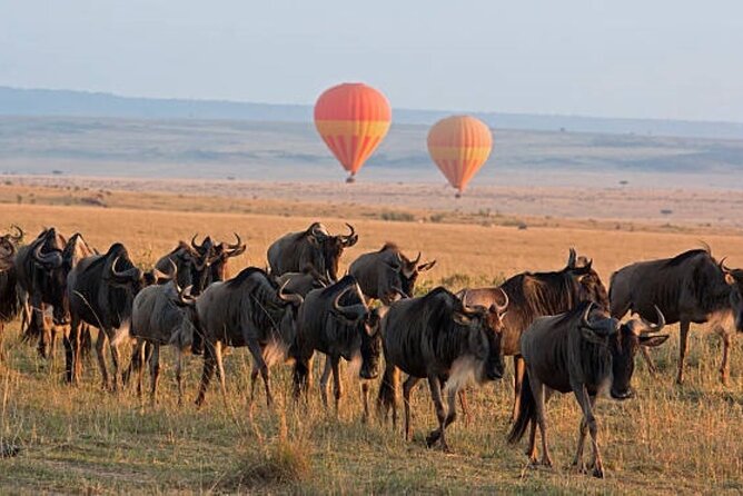 4 Day Group Tour to Maasai Mara and Lake Nakuru by a 4WD Cruiser - Price and what you should budget for park fees