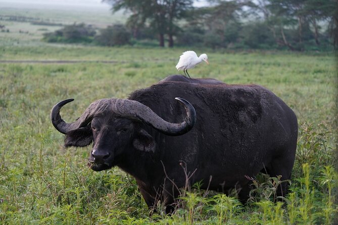 4 Day Group Tour to Maasai Mara and Lake Nakuru by a 4WD Cruiser - Who this tour fits best, and who might rethink it