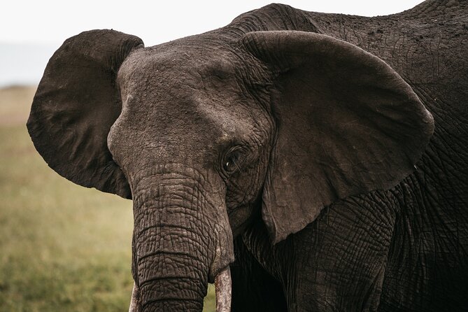 4-Day Maasai Mara and Lake Nakuru Safari from Nairobi - Day 4 in Lake Nakuru: one more drive, then back to Nairobi