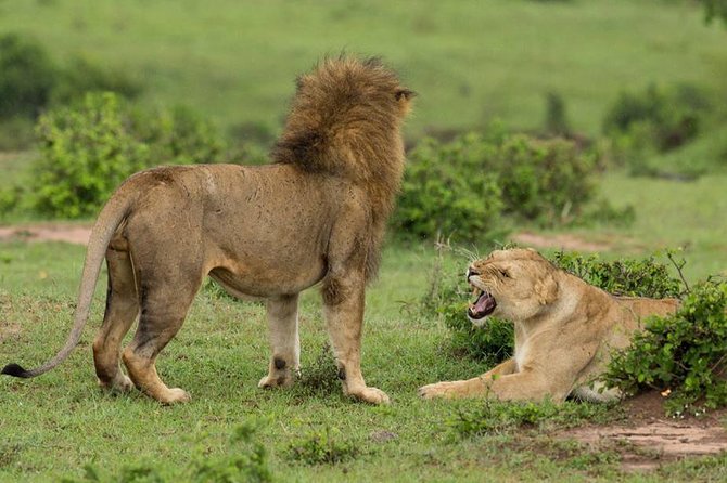 4-Day Maasai Mara and Lake Nakuru Safari from Nairobi - The value question: what is included, what you still need to budget for